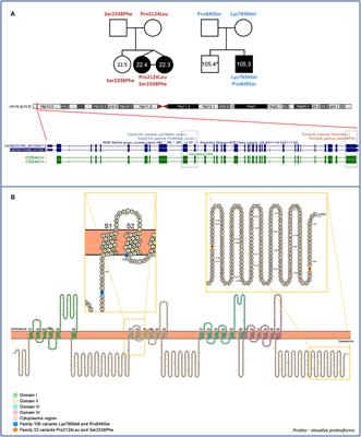 Contribution of CACNA1H Variants in Autism Spectrum Disorder Susceptibility